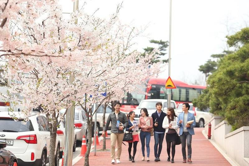 Du học Hàn Quốc tự túc và học bổng khác nhau ra sao 2026